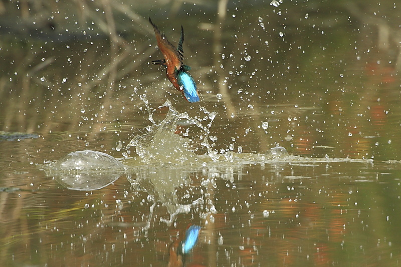 Azioni di pesca